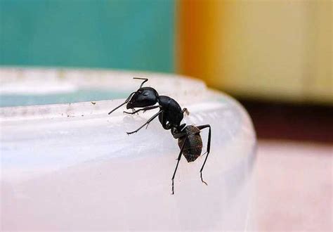 家裡 螞蟻 懂嗎